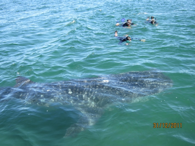 Snorkel con ballenas